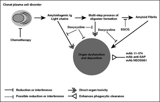 Figure 1. Emerging antiamyloid agents and their putative mechanisms of action. The mechanisms of action of the antiamyloid mAb therapies currently in clinical trials are based on enhancing phagocytic clearance of amyloid deposits. Whether the removal of the deposits will enable durable organ recovery and prolong survival or time to organ failure is unknown. Doxycycline and EGCG are antiamyloid agents whose detailed mechanisms of action are not as well understood, given the limited amount of data from experimental models. The key points remain that antiamyloid therapies must be shown to provide measurable benefit to patients and are likely to be more effective when the production of the amyloid-forming protein is stopped.