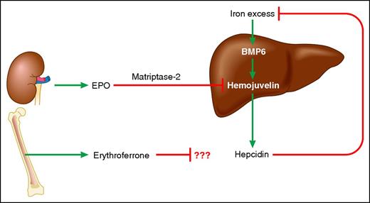 How does EPO suppress hepcidin expression? Shown is a model of EPO-mediated hepcidin suppression. In conditions of iron excess, BMP6 is abundantly expressed and stimulates hepcidin expression by the liver in a pathway dependent on the BMP co-receptor HJV. Hepcidin inhibits dietary iron absorption and release of macrophage iron stores, thereby restoring iron to physiologic levels. In states of EPO excess such as anemia, EPO suppresses hepcidin expression in a pathway dependent upon matriptase-2; ERFE, a recently identified erythroid regulator, also suppresses hepcidin expression but its functional relationship to matriptase-2 and other components of this pathway has yet to be elucidated. For simplicity, many factors of relevance to erythropoiesis, hepcidin regulation, and iron metabolism have been omitted. Green arrows indicate stimulation or activation; red lines indicate inhibition. Professional illustration by Patrick Lane, ScEYEnce Studios.