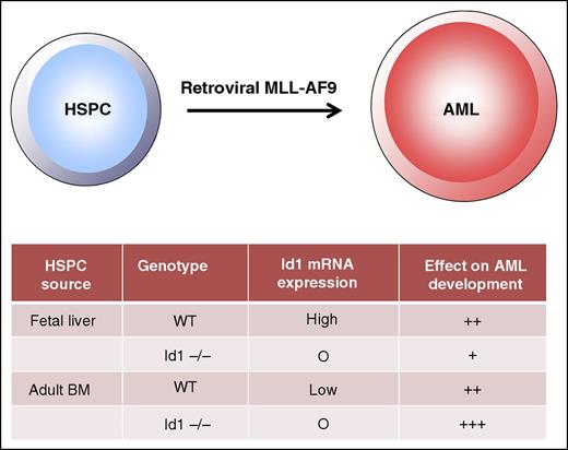 Fetal liver and adult mouse HSPCs exhibit different dependencies on Id1 for MLL-AF9–mediated leukemogenesis. Retroviral transduction of fetal liver HSPCs and adult bone marrow with MLL-AF9 induces acute myeloid leukemia (AML); however, deletion of Id1 in fetal liver HSPCs significantly attenuates leukemogenesis, whereas deletion of Id1 in adult bone marrow HSPCs promotes leukemic development. Despite these differences, in both cell contexts, p21, a target of Id1, mediates these effects.