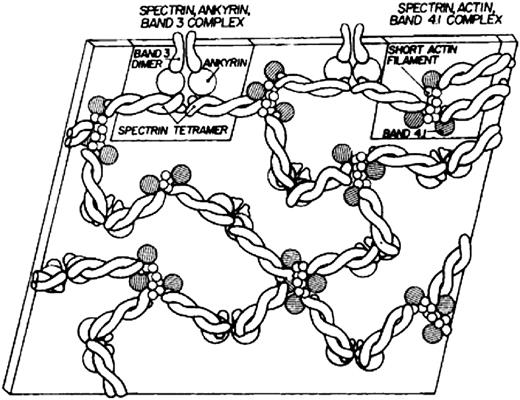 Figure 1. The first model of the red cell membrane skeleton, published 36 years ago. Reprinted from Lux4 with permission.