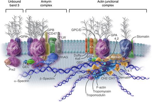 Figure 2. Current model of the red cell membrane. Most of the known protein contacts are shown, but the relative positions of the proteins to each other within the various complexes are mostly not known. The major proteins are drawn roughly to scale, but the shapes are mostly imaginary. Approximately 40% of the band 3 molecules are tetramers in a complex with ankyrin and other integral proteins near the spectrin self-association site (Ankyrin complex). An approximately similar fraction of the band 3 molecules, probably dimers, are located near the spectrin-actin junction and bind to spectrin via protein 4.1R (4.1), protein 4.2 (4.2), and adducin (Actin junctional complex). As described later in the text, it is likely that these 2 complexes, with their associated proteins, are large enough that they sometimes contact each other. The remaining band 3 dimers float untethered within the lipid bilayer (Unbound band 3). The actin protofilament lies parallel to the membrane. The complexes of proteins associated with band 3 are not constant; that is, some proteins are present in much smaller numbers than others (eg, Kell, Kx, CD44, CD47, DARC/Duffy, LW, phosphofructokinase, and aldolase). The amounts of p55, adducin, and dematin are also insufficient to interact with all the spectrin/protein 4.1/actin complexes. As a consequence, the ankyrin and actin junctional complexes must vary in composition and mobility. For visual clarity, peroxiredoxin 2 (Prx2) is shown attached only to unbound band 3, but there is no evidence for this selectivity. CH, calponin homology; CH1 and CH2, actin binding domains of β-spectrin; EF, calcium ion–binding EF hand domain of α-spectrin; F-actin, filamentous actin; GEC, glycolytic enzyme complex (glyceraldehyde-3-phosphate dehydrogenase, phosphofructokinase, lactic dehydrogenase, pyruvate kinase, aldolase, and enolase); Glut1, glucose transporter 1; GPA, glycophorin A; GPB, glycophorin B; GPC/D, glycophorins C and D; LW, Landsteiner-Wiener; RhAG, Rh-associated glycoprotein. Professional illustration by Somersault18:24. Adapted from Korsgren et al5 with permission.