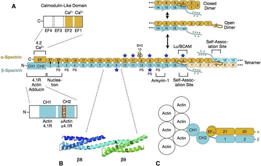 Figure 3. Spectrin. (A) Organization of erythrocyte spectrin and the dimer-tetramer equilibrium. Spectrin is a long, flexible, wormlike protein composed of 2 chains (α- and β-spectrin). Each chain contains a tandem array of ∼5.0-nm, ∼106-amino acid, triple-helical spectrin-type repeats, with specialized functional domains for self-association and ankyrin-1 binding at the head end, and for binding to actin, protein 4.1R, and other associated proteins at the tail end. Each spectrin repeat is formed by 3 α-helices (A, B, and C) with short connecting loops that are folded like a flattened Z into a triple-helical bundle.12 α-Spectrin contains 21 numbered repeats (α1-α21), plus a partial repeat (α0) at the N-terminus that contains a single C-helix. One of the 21 is really an src homology 3 (SH3) domain (α10) but is numbered as a repeat by convention. β-Spectrin contains 16 true repeats (β1-β16) plus a partial repeat (β17) at the C-terminus that contains just the A and B helices. Note that for the spectrin αβ dimer to convert to the α2β2 tetramer, it must first cleave the internal linkage between the partial spectrin repeats α0 and β17 and then unfold (open dimer).13 This is the rate-limiting step in the dimer-tetramer equilibrium. Dimer-tetramer self-association occurs at the head end of the spectrin dimer where the adhesion protein Lutheran/basal cell adhesion molecule (Lu/BCAM) also attaches.14 Ankyrin-1 binds nearby to spectrin repeats β14-β15.15 These 2 reactions cooperate: ankyrin-binding favors spectrin tetramer formation, and vice versa.16 The isolated α- and β-spectrin chains join to form spectrin heterodimers at a nucleation site near the tail end of spectrin (repeats α-21 pairs with β-1, and α-20 with β-2) and then zip together in a cooperative manner.17 Actin and protein 4.1R bind to CH domains at the N-terminal end of β-spectrin, just beyond the nucleation site.18 Binding to the CH2 domain is activated by phosphatidylinositol-4,5-bisphosphate (PIP2).18 Adducin binds in the same region.19 Protein 4.2 and calcium ion (Ca2+) bind to a neighboring EF hand domain on α-spectrin.5 Both the EF hand and CH domains are needed for full actin binding.20,21 PS denotes spectrin repeats that bind phosphatidyl serine.22 Blue stars mark repeats that are relatively unstable at physiological temperatures.23 (B) Structure of spectrin repeats β8 and β9 (PDB 1S3524). Note that each repeat is formed by 3 α-helices (A, B, and C) in a Z configuration. Note also that helix C in β8 and helix A in β9 form a continuous α-helix that spans the junction between the repeats. (C) Hypothetical model of the tail end of spectrin based on recent structures of α-actinin.25,26 Note that the first actin-binding domain (CH1) binds to F-actin in an extended (open) conformation.26 The intimate relationship between the EF hand and CH domains and the recent evidence that the EF hand domain is required for optimal spectrin-actin binding20,21 suggest that the EF hand domains regulate actin binding.