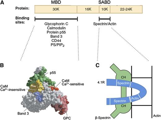 Figure 4. Protein 4.1R. (A) Domain map of protein 4.1R and the location of erythrocyte binding partners. (B) Structure of the protein 4.1R membrane binding domain (MBD).48 Subdomains where specific proteins bind are colored and labeled. (C) Schematic representation of the protein 4.1R SABD (blue). Two spectrin binding regions straddle an actin binding peptide.49 In this hypothetical model, each of the spectrin binding regions is assumed to interact with a different one of the 2 CH domains of β-spectrin, and both CH domains are assumed to interact with actin.49 Neither of these assumptions has been proved. Ca2+, calcium ion; CaM, calmodulin; PS/PIP2, phosphatidyl serine/phosphatidylinositol-4,5-bisphosphate. Panel B adapted from Han et al48 with permission.