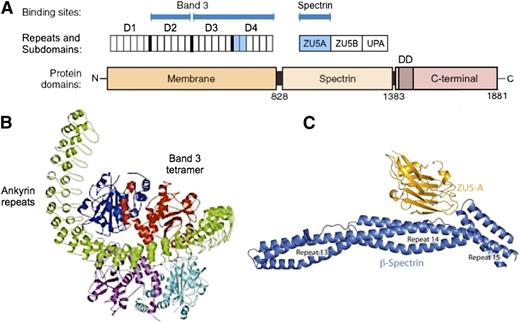 Figure 6. Ankyrin. (A) Schematic of erythroid ankyrin structure.70 The membrane domain contains 24 ankyrin repeats, grouped functionally into 4 subdomains of 6 repeats. There are 2 binding sites for band 3, one involving repeats 7 to 12 (domain D2), and one involving repeats 13 to 24 (D3/D4). The ankyrin binding loops on band 3 are predicted to interact with ankyrin repeats 19 and 20 (light blue) of D4.71 The interaction site within D2 is not known. The spectrin domain contains 3 subdomains, of which ZU5A (light blue) contains the binding site for spectrin.15,72 The C-terminal (regulatory) domain is thought to modulate the binding functions of the other 2 domains,70,73 and exists in numerous spliced variants of mostly unknown function. The function of the conserved death domain (DD) is also a mystery. (B) Hypothetical model74 of the interaction between the membrane domain of ankyrin (green) and a band 3 tetramer (red, blue, cyan, and purple subunits). Note how the ankyrin repeats form a large (9-nm diameter) twisted helical spiral. In this deduced model, the concave surface of the D3/D4 region interacts with the red subunit in 1 band 3 dimer. One subunit in the second band 3 dimer contacts the concave surface of the D2 region, which contains a second band 3 binding site. (C) Spectrin-ankyrin interaction. Note how ZU5A, the spectrin-binding subdomain within ankyrin, binds in the notch created by the sharp angle between spectrin repeats β14 and β15. Panel B reprinted from Michaely et al74 and panel C from Ipsaro and Mondragón,15 both with permission.