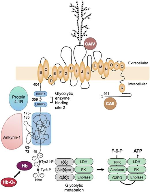 Figure 7. Organizational model of human erythrocyte band 3 (anion-exchange protein). The protein contains 2 structurally and functionally distinct domains: a cytoplasmic binding domain (amino acids 1-359) and a transmembrane domain (amino acids 360-911) that forms the anion-exchange channel.78 In the cytoplasmic domain, the glycolytic enzymes PFK, aldolase, and G3PD bind to amino acids 1 to 23 at the N-terminus of band 3 and contact amino acids 356 to 384,79 which are nearby in the folded protein. The enzymes are inactive when bound,80 but are displaced and activated by deoxyhemoglobin (Hb), which also binds to the N-terminus,81 or by phosphorylation of 2 tyrosines (Tyr21-P and Tyr8-P) within the binding sites.80 Enolase, PK and LDH also localize to the membrane and are displaced by deoxyhemoglobin, but do not bind to band 3.80 This fact suggests that many of the enzymes in the glycolytic pathway form a functional complex (or “metabolon”) that efficiently generates adenosine triphosphate (ATP), particularly under hypoxic conditions. Ankyrin also interacts with the N-terminus,82 but the main ankyrin sites are amino acids 63-73 and 175-185, which loop out from the surface.71 Protein 4.1 binds to 2 sites with the (I/L)RRRY motif, near the end of the domain.83 Ankyrin and protein 4.1R inhibit each other’s binding. The binding sites for protein 4.2 and adducin have not been identified. In the membrane domain, the best current model84 for the anion-exchange channel is based on the structure of the ClC bacterial chloride channel. The intramembrane and transmembrane helices are lettered as they are in the ClC channel. A complex carbohydrate structure is attached to Asn 642. Carbonic anhydrase (CA)IV binds to the extracellular loop of band 3 between helices I and J,85 and CAII may bind to the C-terminal segment86; both are perfectly positioned to create bicarbonate from carbon dioxide and to shuttle the ions to or from the plasma through band 3. F-6-P, fructose 6-phosphate; Hb-O2, oxyhemoglobin; NAc, acetylated aminoterminus.