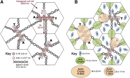 Figure 8. Model of the unit cell of the membrane skeleton. (A) The membrane skeleton is a quasihexagonal lattice centered around ∼40 000 F-actin protofilaments. Each 37-nm, double-helical protofilament is capped by adducin (A) and tropomodulin (T) and contains ∼14 G-actin subunits. The red cell surface area is ∼140 μm2, so each hexagonal unit cell is 3500 nm2 and the average length of a spectrin dimer is ∼32 nm, which is one-third its length when fully stretched. Available data suggest that the spectrin chains are coiled about each other and expand and contract by changing their pitch and diameter28 (Figure 5E). They are shown here as straight, although they are sometimes kinked.31 Spectrin oligomers are not shown in this model but exist in vivo. In addition, the skeleton is not as regularly arrayed in vivo as in this averaged model. (B) A recent model of the ankyrin complex (Ank Cmplx; green ovals) assembled from known structures of the proteins by Burton and Bruce7 has a cross-sectional area of 17.5 nm × 14 nm, assuming the proteins are closely packed. The cross-sectional area of the actin junctional complex is estimated to be ∼20 nm × 17 nm if it contains only a single band 3 dimer7 (Actin Cmplx 1-Bd3; small tan ovals). Such a complex would presumably lie toward the end of the actin protofilament where adducin resides. This position is shown in the 2 unit cells on the right. Alternatively, if the actin junctional complex contains 6 band 3 dimers (Actin Cmplx 6-Bd3) interacting with all 6 proteins 4.1R, it would probably be more centered and approximate the area of the large tan oval in the unit cell on the left. Recent data favor the larger arrangement,96 but in either case, it is likely that the ankyrin and actin junctional complexes would be close to each other and probably often touch, particularly during red cell deformation. Band 3 dimers that are not associated with either the ankyrin or actin junctional complexes (small blue ovals) diffuse in the lipid bilayer within the spectrin corrals. There are 3 to 8 of these per unit cell, depending on the number of band 3 dimers in the actin junctional complex. Reprinted from Lux6 with permission.