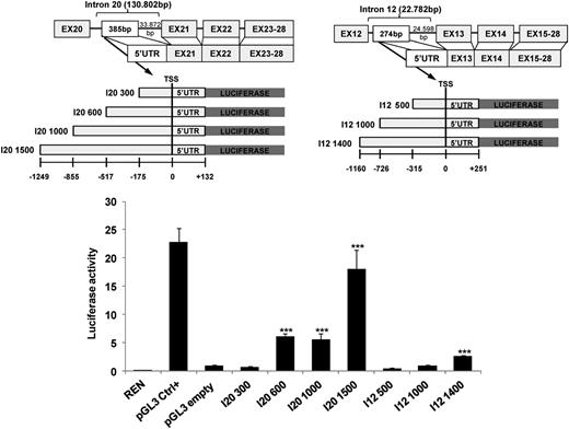 Figure 3. LTRs spanning the TSS of truncated ERBB4 display transactivation activity. I20ΔERBB4 and I12ΔERBB4 5′ untranslated regions (UTRs) are localized in human endogenous retrovirus LTRs. Luciferase assays were performed in HEK-293T cells transfected with LTR sequences upstream of the luciferase gene. Three independent experiments are shown as fold activation compared to pGL3 (pGL3 empty) basic activity (set as 1). Error bars represent normalized standard deviation (***P < .001). Ctrl, control; REN, renilla.