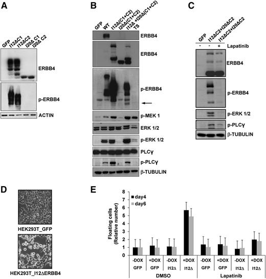 Figure 4. ERBB4-truncated forms induce cell detachment in HEK-293T cells. (A) HEK-293T cells transfected with I12ΔERBB4-CYT1 (I12ΔC1), I12ΔERBB4-CYT2 (I12ΔC2), I20ΔERBB4-CYT1 (I20ΔC1), or I20ΔERBB4-CYT2 (I20ΔC2) express ERBB4-truncated proteins. I12ΔERBB4 constructs were constitutively phosphorylated. Total and phosphorylated (p-) proteins were detected by western blot analysis with the indicated antibodies. (B) HEK-293T cells expressing wild-type ERBB4 (WT) or I12ΔERBB4 C1 and C2 showed extracellular signal-regulated protein kinase (ERK) and phospholipase C-γ (PLCγ) pathways activation. I12ΔERBB4 and I20ΔERBB4 cotransfection (1:10 ratio) induced I20Δ trans-phosphorylation (arrow). (C) ERBB4-mediated ERK and PLCγ activations are inhibited by lapatinib treatment (2 μM). (D) HEK-293T cells conditionally expressing GFP or a doxycycline-inducible I12ΔERBB4 construct were analyzed by contrast-phase microscope 4 days after doxycycline administration (1 μg/mL). Original magnification ×10. (E) HEK-293T cells expressing the indicated constructs were analyzed in the presence or absence of doxycycline (DOX) and lapatinib treatment. Floating cells were quantified at days 4 and 6 and expressed as fold increase compared to GFP (relative number). Error bars represent standard deviation of 3 independent experiments. DMSO, dimethylsulfoxide.