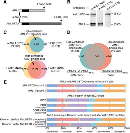 Figure 1. AML1 coexists with AML1/ETO on chromatin in t(8;21) leukemic cells. (A) Schematic diagrams of the antibody recognition sites to wild-type AML1 and the AML1/ETO fusion protein. The anti-AML1 (N20) antibody targets the N terminus of AML1 and recognizes both AML1 and AML1/ETO; the anti-AML1 (C19) antibody targets the C terminus of AML1 and recognizes AML1 but not AML1/ETO; and the anti-ETO (C20) antibody targets the C terminus of ETO and specifically recognizes AML1/ETO. The significant ChIP regions enriched by anti-ETO (C20), anti-AML1 (C19), and anti-AML1 (N20) antibody in Kausmi-1 cells are available in supplemental Tables 1 to 3, respectively. (B) Validation of antibodies specific to AML1, AML1/ETO, and both proteins by western blotting with the Kasumi-1 cell lysates. (C) Acquisition of high confidence AML1/ETO and AML1 binding sites in Kasumi-1 cells. High confidence AML1/ETO binding sites (supplemental Table 4) were generated by overlapping ChIP regions enriched by anti-ETO (C20) (supplemental Table 1) and anti-AML1 (N20) antibodies (supplemental Table 3) (upper). High confidence AML1 binding sites (supplemental Table 5) were generated by overlapping ChIP regions enriched by anti-AML (C19) (supplemental Table 2) and anti-AML1 (N20) antibodies (supplemental Table 3) (lower). (D) Venn diagram of the overlap between high confidence AML1/ETO and AML1 binding sites in Kasumi-1 cells. AML1/ETO∩AML1, overlapped ChIP regions. The full list of the overlapped high confidence ChIP regions between AML1/ETO and AML1 in Kasumi-1 cells are available in supplemental Table 6. (E) The genomic distribution of wild-type AML1 differs between AML1/ETO-positive and -negative cells. Each region bound by AML1 or AML1/ETO was mapped to the closest Refseq gene. upstream, upstream regulatory regions between −20 and −3 kb to the transcription start site (TSS); promoter, regions between −3 and 1 kb to the TSS; downstream, 20-kb regions downstream regulatory regions of the transcription termination site (TTS); exon and intron, regions mapped to related location according to Refseq annotations; intergenic, other regions. ChIP-seq data used in this analysis were retrieved from the NCBI Gene Expression Omnibus database (GSM610330,24 GSM837994,23 GSM722704,20 and GSM85082420).