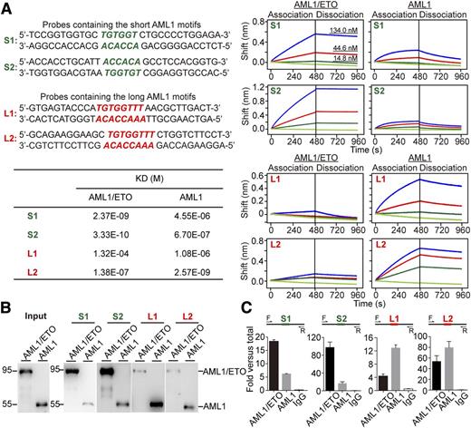 Figure 3. Experimental evidence shows that AML1/ETO and AML1 bind to adjacent short and long motifs. (A) Direct comparison of the kinetics of AML1 and AML1/ETO binding on short and long motifs using biolayer interferometry. (Left upper) Sequence of biotin-labeled probes used in the assays. S1 and S2 represent the short AML1 motif-containing probes, whereas L1 and L2 represent the long AML1 motif-containing probes. (Left lower) Equilibrium dissociation constants (KD). (Right) Association and the disassociation curves of each experiment group. The protein concentrations of AML1/ETO and AML1 used were 0 (light green), 14.8 (dark green), 44.6 (red), and 134 nM (blue). (B) DNA pull-down assays for AML1/ETO and AML1 with the long and short motif-containing probes. The probes used in DNA pull-down assays were the same as those used in biolayer interferometry experiments. The equal amount of AML1/ETO and AML1 was used in DNA pull-down assays (left). The protein binding was detected by western blotting with anti-AML1 (N20; Santa Cruz) antibody. Data using additional 2 short and 2 long AML1 motif-containing probes can be found in supplemental Figure 4A. (C) ChIP-qPCR analyses of AML1/ETO and AML1 recruitment on the short and long motif-containing regions in Kasumi-1 cells. Data using additional 2 short and 2 long AML1 motif-containing regions can be found in supplemental Figure 4B. Error bars represent the standard deviation (SD) of triplicate measurements.