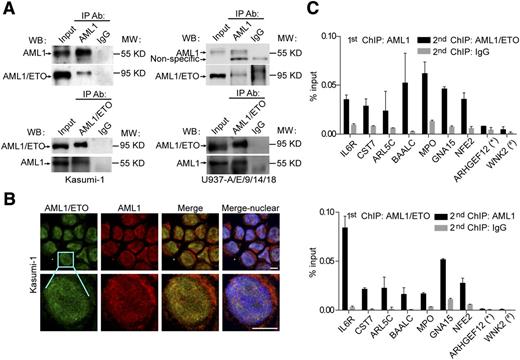 Figure 4. AML1/ETO physically interacts with AML1 on chromatin. (A) In vivo interaction between AML1/ETO and AML1 with co-IP assays in Kasumi-1 (left) and U937-A/E/9/14/18 (right) cells. The anti-AML1 (C19; Santa Cruz) and anti-AML1/ETO (fusion point; Diagenode) antibodies were used for IP. The anti-ETO (C20; Santa Cruz) and anti-AML1 (N20; Santa Cruz) antibodies were used for western blotting. Asterisks indicate nonspecific bands. The second antibody used in western blotting of AML1 immunoprecipitated with AML1/ETO in Kasumi-1 cells was horseradish peroxidase-conjugated anti-goat IgG TrueBlot (eBioscience), which could not detect the immunoglobulin heavy and light chains. The second antibody used in the remaining western blotting was horseradish peroxidase-conjugated anti-goat IgG (Santa Cruz). (B) Confocal immunofluorescence micrographs showing the distribution of AML1/ETO (green) and AML1 (red) in Kasumi-1 cells. Scale bars, 10 μm. (C) Validation for the coexistence of AML1/ETO and AML1 on chromatin through re-ChIP assays. Multiple overlapped regions were selected and validated for factor binding by a first round of ChIP followed by a second round with a different antibody or with IgG as control. The AML1 specific anti-AML1 (C19) antibody and AML1/ETO specific anti-ETO (C20) were used for re-ChIP assays. An AML1 unique region (*) and an AML1/ETO unique region (#) were included as negative controls. Error bars represent the SD of triplicate measurements.