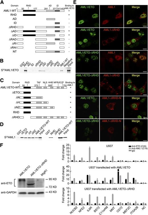 Figure 5. AML1/ETO and AML1 interact with each other through the RHD domain of both proteins. (A) Structures of GST-AML1 fusion proteins used in the binding assays. The GST fusion proteins containing various forms of AML1 are schematically shown. The ability of the GST-fusion proteins to bind AML1/ETO is shown at right as + or −. (B) Autoradiography showing the binding of the 35S-labeled AML1/ETO to various forms of the GST-AML1 fusion proteins. (C) Structures of the GST-AML1/ETO fusion proteins used in the binding assay. (D) Autoradiography showing the binding of the 35S-labeled AML1 to the different truncated forms of the GST-AML1/ETO fusion proteins. The expression levels of the constructs used in B and D were almost equivalent, as shown in supplemental Figure 7. (E) Fluorescence micrographs in HEK-293T cells transfected with the indicated plasmids showing the in situ localization of AML1/ETO and AML1. AML1/ETO-∆RHD, AML1/ETO construct with the RHD domain deleted; AML1-∆RHD, AML1 construct with the RHD domain deleted; AML1-∆RHD-N, AML1 construct with most of the RHD domain deleted but the nuclear localization signal (NLS) within the RHD domain intact. Scale bars, 10 μm. (F) Validation for the RHD domain responsible for the association of AML1/ETO and AML1 on chromatin. ChIP was performed with anti-AML1 (C19) and anti-ETO antibodies in U937 cells transfected with either the full length AML1/ETO or AML1/ETO with the RHD domain deleted. There might exist 2 groups of the overlap regions: (i) AML1/ETO bound to chromatin regions prebound by wild-type AML1 and (ii) wild-type AML1 was recruited by AML1/ETO after AML1/ETO expression. The left panel shows the western blot validation for the expression of AML1/ETO and AML1/ETO-∆RHD transfected in U937 cells. NC, negative control. Error bars represent the SD of triplicate measurements.