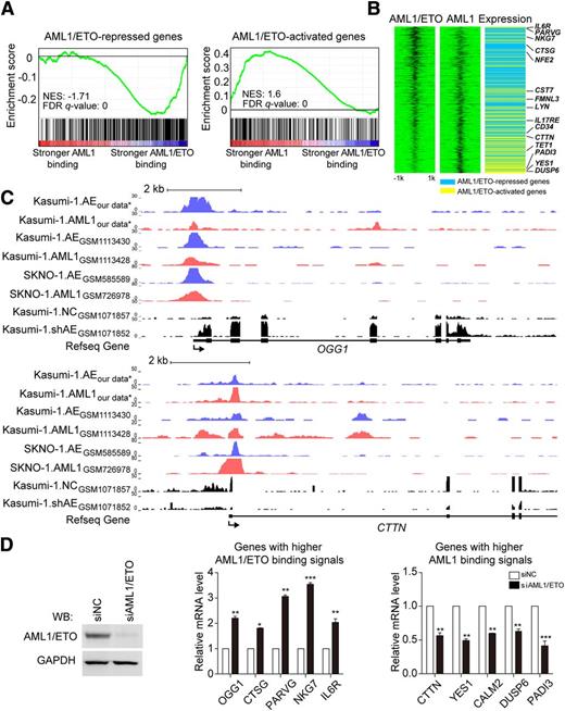 Figure 6. AML1/ETO-repressed genes show more AML1/ETO binding and AML1/ETO-activated genes show more AML1 binding. (A) Correlation between the binding affinity ratio of AML1/ETO to AML1 and gene sets repressed or activated by AML1/ETO. FDR q-value, false discovery rate q value; NES, normalized enrichment score. (B) Association of the binding affinities of AML1/ETO and AML1 with the modulation of gene expression by AML1/ETO. Heat maps of AML1/ETO and AML1 ChIP-seq signals on AML1/ETO-regulated genes were sorted based on the ratio of the AML1/ETO binding affinity vs AML1 binding affinity in a 4-kb window centered on the AML1/ETO peak summit (left and center). In the gene expression panel (right), the blue indicates AML1/ETO-repressed genes and the yellow indicates AML1/ETO-activated genes. (C) Overview of the loci of representative AML1/ETO-repressed genes OGG1 and AML1/ETO-activated genes CTTN in Kasumi-1 and SKNO-1 cells. Blue, AML1/ETO ChIP-seq signals; red, AML1 ChIP-seq signals; black, RNA-seq signals before and after AML1/ETO knockdown. Refseq annotations are shown at the bottom. ChIP-seq and RNA-seq data used in this analysis were retrieved from the NCBI Gene Expression Omnibus database (ie, GSM1113430,16 GSM1113428,16 GSM585589,25 GSM726978,25 GSM1071857,14 and GSM107185214). *GEO accession number GSE65427. (D) Validation for the expression changes of genes with higher AML1/ETO binding signals or genes with higher AML1 binding signals by real-time RT-PCR. Western blotting in the left panel showed the AML1/ETO knockdown efficiency. On AML1/ETO knockdown, genes with higher AML1/ETO binding signals (eg, OGG1, CTSG, PARVG, NKG7, and IL6R) were significantly upregulated, whereas genes with higher AML1 binding signals (eg, CTTN, YES1, CALM2, DUSP6, and PADI3) were significantly downregulated. The overview of the loci of those genes can be seen in Figure 6C and supplemental Figures 8 and 10. Error bars represent the SD of triplicate measurements. *P < .05; **P < .01; ***P < .001.