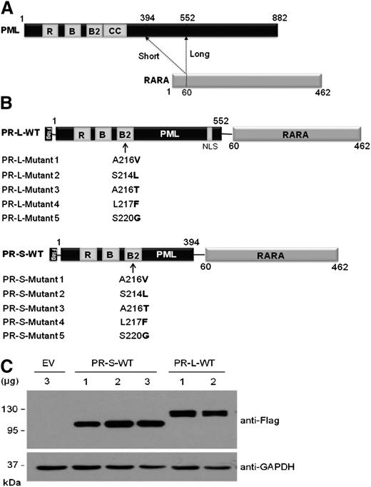 Figure 1. Construction and expression of the Flag-tagged PML-RARA fusion protein. (A) Schematic for 2 major isoforms of PML-RARA fusion proteins. Functional domains within the PML moiety are indicated. The dashed lines indicate the break points in the fusion proteins. RING, the RING finger; B1 and B2, B-box motifs; C-C, coiled-coil. (B) Schematic representation for the Flag-tagged long (top) and short (bottom) isoforms of the PML-RARA fusion proteins with the indicated point mutations. Bold letters indicate amino acid substitutions inside the B2 domain of the PML part. (C) Immunoblotting analysis for the expression levels of the short and long isoforms of Flag-tagged PML-RARA (PR-S-WT and PR-L-WT, respectively) in HeLa cells transfected with the indicated doses of plasmids. The levels of endogenous Tubulin expression were detected as loading controls.