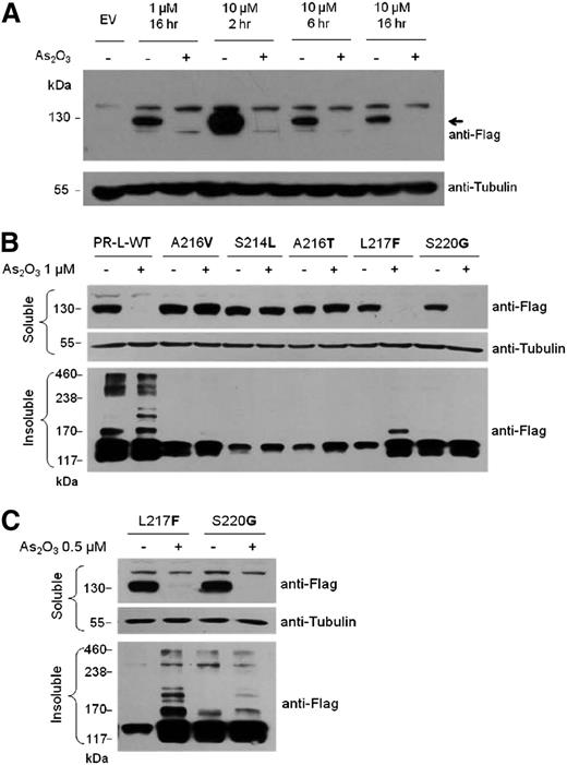 Figure 2. Varying degrees of PML-RARA with different point mutations in response to As2O3 treatment. (A) Immunoblotting analyses for the expression of the long isoform of wild-type PML-RARA in HeLa cells treated with or without As2O3 for the indicated time course. The expression levels of endogenous Tubulin were detected as loading controls. (B) Immunoblotting analysis for the expression of Flag-tagged wild-type (PR-L-WT) and mutant PML-RARA in HeLa cells with or without As2O3 treatment (1 μM, 16 hours). (C) Immunoblotting analysis for the expression of Flag-tagged L217F and S220G mutants in HeLa cells treated with or without As2O3 (0.5 μM, 16 hours).