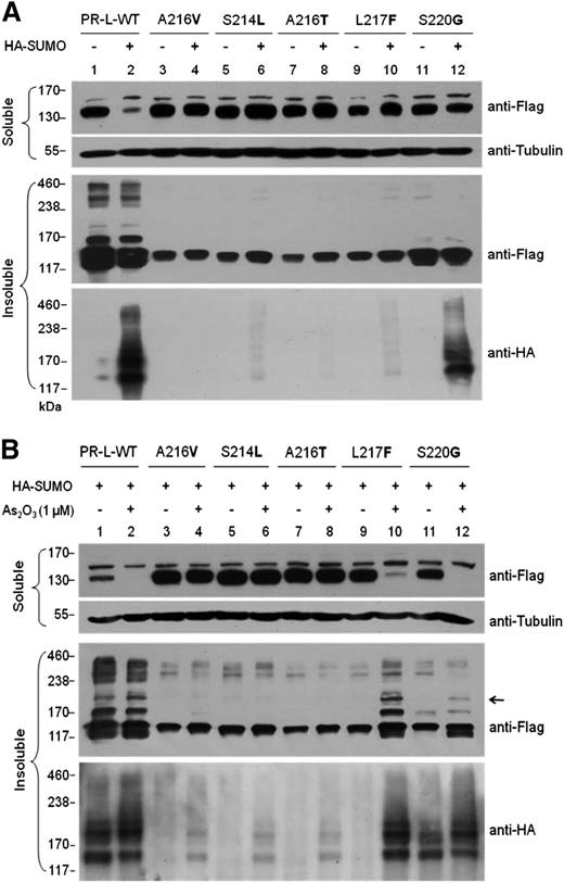 Figure 4. Functional difference of acquired mutations in driving the SUMOylation of PML-RARA proteins in HeLa cells. Immunoblotting analyses for (A) Flag-tagged PR-L-WT and its mutants cotransfected with HA-tagged SUMO-2 or its negative control in HeLa cells; (B) Flag-tagged PR-L-WT and its mutants cotransfected with HA-tagged SUMO-2, respectively, followed by treatment with or without As2O3 (1 μM, 16 hours) in HeLa cells. Top row, protein levels in the soluble fraction isolated from whole-cell lysates were detected by anti-Flag and anti-Tubulin antibodies. Middle and bottom rows, protein levels in detergent-insoluble pellets from whole-cell lysates were detected by anti-Flag and anti-HA primary antibodies, respectively.