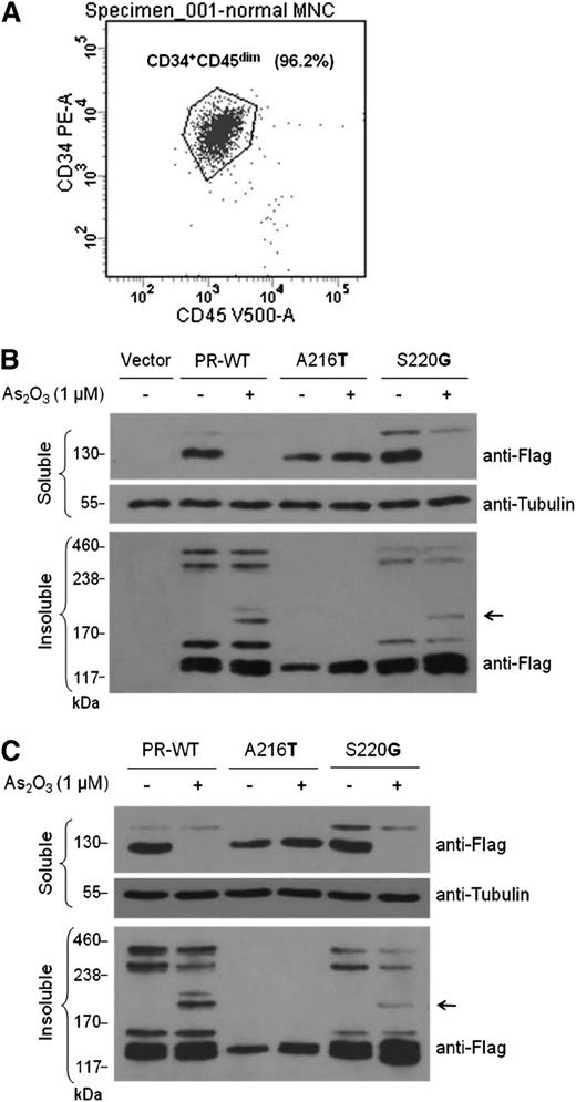 Figure 5. Varying responses of PML-RARA mutants to arsenic treatment were validated in hematopoietic cells. (A) Flow cytometry analysis of purified normal human CD34+ hematopoietic stem cells (HSCs). (B) Lentiviral-mediated delivery of control vector, wild-type PML-RARA (PR-WT), an arsenic-resistant mutant (A216T), or a nonresistant mutant (S220G) was performed in CD34+ HSCs. (C) U937 cells were transduced with lentiviral constructs expressing PR-WT, A216T, or S220G mutants. Infected cells were treated with or without 1 μM of As2O3 for 16 hours. Protein levels in the soluble and insoluble fractions from whole-cell lysates were detected by immunoblotting using the indicated antibodies.