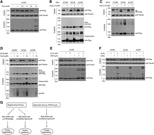 Figure 6. A high concentration of arsenic or combination with ATRA was capable of reversing the resistance driven by acquired point mutations. (A) U937 cells were transduced with lentiviral constructs expressing A216T. Infected cells were treated without or with 1 μM, 2.5 μM, 5 μM, 7.5 μM, or 10 μM of As2O3 for 4 hours. Protein levels were detected using the indicated antibody. (B-C) 10 μM of As2O3 was used to treat HeLa cells transfected with A216V, S214L, or A216T mutants in the long (B) and short (C) isoforms of PML-RARA for 2 hours, respectively. Immunoblot analysis was performed as described before. (D) HeLa cells were treated with 1 μM or 10 μM of As2O3 for 1 hour after transfection with A216V, S214L, or A216T mutants in the presence of HA-SUMO. Protein levels in the soluble fraction (top row) and in the detergent-insoluble pellets (middle and bottom rows) were detected using anti-Flag, anti-Tubulin, and anti-HA primary antibodies. (E) U937 cells transduced with the lentiviral mutant (A216T) were treated with 1 μM or 5 μM of As2O3 alone, or together with 1 μM of ATRA, respectively, for 16 hours. (F) Single drug (1 μM, respectively) or the As2O3–ATRA combination was used to treat HeLa cells transfected with A216V, S214L, or A216T mutants for 16 hours. Immunoblot analysis was performed as described before. (G) A schematic representing various responses to As2O3 treatment of PML-RARA with different genetic mutations. Left: The regular dose of As2O3 binds to PML-RARA with L217F or S220G and triggers the degradation of proteins. In contrast, the regular dose of As2O3 might not bind to PML-RARA with A216V, S214L, or A216T and therefore drives resistance to arsenic therapy. Right: A high dose of As2O3 or the As2O3–ATRA combination could induce degradation of PML-RARA with A216V, S214L, or A216T, suggesting that the mutation-driven resistance is at least partly overcome.