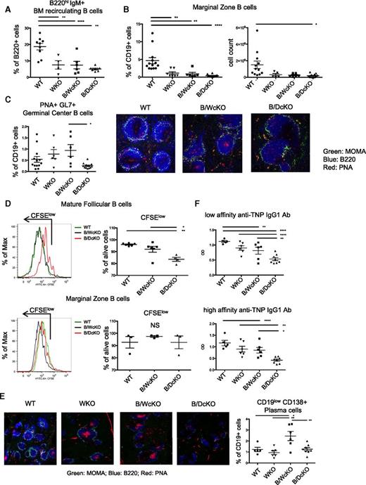Figure 1. N-WASP deletion impairs GC formation and causes defective B-cell response in vitro and in vivo. Flow cytometry analysis showing severe reduction of the proportion of (A) bone marrow (BM) recirculating B220hi lymphocytes and (B) splenic MZ B cells in all indicated knockout models as compared with wild-type (WT) mice. (C) Left panel: Reduced proportion of PNA+GL7+ GC B cells in naïve B/DcKO compared with naïve B/WcKO mice. Right panels: Immunofluorescence staining of optimal cutting temperature frozen spleen sections with anti-B220 (blue), anti-monocyte plus macrophage (anti-MOMA; green) monoclonal antibodies, and peanut agglutinin (PNA; red) demonstrating the presence of PNA+ GC B cells in naïve B/WcKO mice, but not in unimmunized WT and B/DcKO mice. Marked reduction of B220+ lymphocytes surrounding MOMA+ macrophages in B/WcKO and in B/DcKO mice is indicative of MZ defect. Shown are representative images from 3 different mice per group for WT and B/DcKO (original magnification ×20). (D) Impaired proliferation (as indicated by dilution of carboxyfluorescein succinimidyl ester (CFSE) and viability of sorted spleen Fo (upper panels) but not MZ (lower panels) B cells from B/DcKO mice upon stimulation with anti-IgM and CpG. (E) Immunofluorescence staining of spleen sections reveals a reduction of PNA+ GC formation in B/DcKO mice at day 7 after boosting immunization with TNP-KLH. Shown are representative images from 3 different mice per group for WT and B/DcKO (original magnification ×10). (F) Defective IgG1-specific anti-TNP responses in B/DcKO mice upon immunization with TNP-KLH. Data from individual mice are shown in representative dot plots. Statistical analysis was performed by one-way analysis of variance with Bonferroni post hoc analysis (FACS analysis of lymphocyte populations) and two-way analysis of variance with Bonferroni post hoc analysis (enzyme-linked immunosorbent assay detection of anti-TNP antibodies). *P < .05, **P < .01, ****P < .0001. OD, optical density.