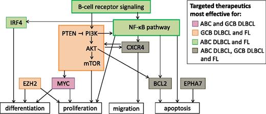 Figure 1. Signaling pathways and proteins that are targets for new DLBCL and FL therapeutics. Only pathways and proteins discussed in this article are included in this figure. Signaling pathways and proteins are colored according to whether agents targeting them are expected to be more effective against ABC DLBCL, GCB DLBCL, or FL. Arrows indicate interactions between components.