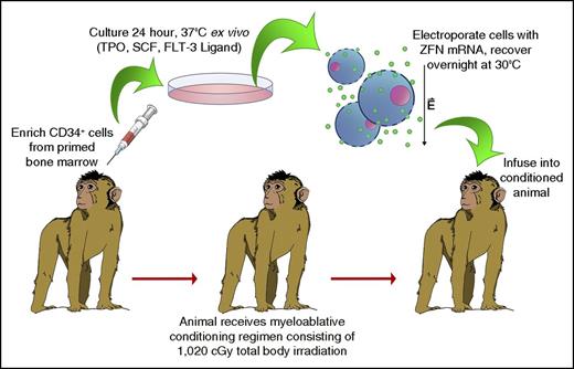Figure 1. Schematic of electroporation-based autologous transplant protocol. Primed bone marrow (BM) aspirates were collected from 4 pigtailed macaques, and CD34+ cells were isolated as described previously. Following overnight ex vivo culture, cells were electroporated in the presence of mRNA encoding CCR5-targeting ZFNs, and incubated overnight at 30°C. The next day, cells were collected, pulsed with prostaglandin E2, and infused into the autologous animal. During the 48-hour ex vivo culture period, the animal received a fractionated dose of 1020 cGy TBI. FLT-3, FMS-like tyrosine kinase 3; SCF, stem cell factor; TPO, thrombopoietin.