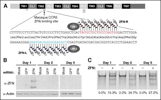 Figure 3. The CCR5 locus in macaque HSPCs is efficiently targeted by macaque-specific CCR5 (mCCR5) ZFNs ex vivo. (A) Schematic of the CCR5 locus showing TM, CL, and EL domains. Single, double, and triple bars indicate sites of a previously published human CCR5 ZFN target region, macaque CCR5 ZFN target region, and the human Δ32 mutation, respectively. The lower schematic shows the macaque CCR5 coding sequence, highlighting the target sites for the ZFN pair 32106 (ZFN-L) and 32118 (ZFN-R). (B) At the indicated times after electroporation of macaque CCR5 ZFN mRNA into macaque HSPCs, cells were collected and western blots were performed for ZFN and actin protein. (C) Representative Cel I nuclease assay demonstrating robust targeting of mCCR5 in HSPCs following delivery of mCCR5 ZFN mRNA. The percentage of disrupted mCCR5 alleles, as measured by densitometry, is indicated below each lane. CL, cytoplasmic loop; EL, extracellular loop; GFP, green fluorescent protein; Mock, control cells that were not electroporated; TM, transmembrane.