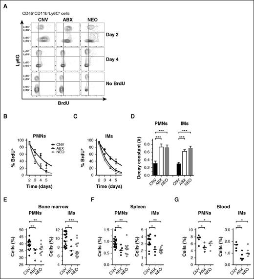 Figure 1. Antibiotic treatment accelerates turnover of circulating phagocytes from the bloodstream. (A) Representative flow cytometry plots from BrdU pulse-chase experiments using mice previously treated with conventional water (CNV, black), broad-spectrum antibiotics (ABX, open), or neomycin (NEO, gray). Events represent CD45+CD11b+Ly6C+ cells stained for intracellular BrdU content and Ly6G (neutrophils: Ly6G+; inflammatory monocytes: Ly6G−) on days 2 and 4 after BrdU injection, compared with no-BrdU controls. Frequency of BrdU+ events among blood neutrophils (PMNs, B) and IMs (C) assessed on days 2 through 5 after BrdU administration. (D) Rate constants (k, day−1) for 1-phase exponential decay quantified from BrdU+ frequencies depicted in panels B and C. Steady-state cell frequencies (% of CD45+ events) of PMNs and IMs measured from the bone marrow (E), spleens (F), and blood (G) of CNV-, ABX-, and NEO-treated mice. Absolute cell numbers: Bone marrow: CNV PMNs 9.99 ± 0.19, ABX PMNs 8.51 ± 0.39, NEO PMNs 8.98 ± 0.29, CNV IMs 2.05 ± 0.07, ABX IMs 1.60 ± 0.14, NEO IMs 1.61 ± 0.09 (all ×106 cells per femur). Spleen: CNV PMNs 1.01 ± 0.05, ABX PMNs 0.67 ± 0.08, NEO PMNs 0.72 ± 0.08, CNV IMs 3.26 ± 0.20, ABX IMs 2.40 ± 0.46, NEO IMs 2.07 ± 0.11 (all ×106 cells per spleen). Blood: CNV PMNs 882 ± 64, ABX PMNs 472 ± 38, NEO PMNs 530 ± 45, CNV IMs 227 ± 18, ABX IMs 92 ± 22, NEO IMs 154 ± 14 (all cells per μL). Horizontal lines in scatter plots depict median values. All other data presented as mean ± SEM with ≥5 mice per group. Statistical significance was assessed by Student t test for pairwise comparisons and 1-way ANOVA with Newman-Keuls posttest for comparisons of >2 conditions. *P < .05; **P < .01; ***P < .001. NS, not significant.