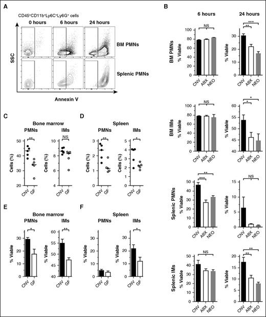 Figure 2. Antibiotic treatment corresponds with impaired phagocyte survival ex vivo. (A) Representative flow cytometry plots of neutrophils (PMNs, gated on CD45+CD11b+Ly6C+Ly6G+) obtained from bone marrow (BM) and spleens and allowed to incubate ex vivo for 0, 6, or 24 hours before staining with Annexin V. Nonapoptotic, viable cells were quantified by gating on Annexin V− events (SSC, side scatter). (B) Assessment of Annexin V− event frequency (% Viable) among PMNs and IMs obtained from the BM and spleens of conventional (CNV, black), broad-spectrum antibiotic-treated (ABX, open), and neomycin-treated (NEO, gray) mice following 6 or 24 hours incubation ex vivo. Steady-state frequencies (% of CD45+ events) of PMNs and IMs obtained from the BM (C) and spleens (D) of CNV (black circles) and germ-free mice (GF, open circles). Absolute cell numbers: BM: CNV PMNs 10.83 ± 0.37, GF PMNs 8.40 ± 0.56, CNV IMs 2.24 ± 0.04, GF IMs 2.01 ± 0.12 (all ×106 cells per femur). Spleen: CNV PMNs 1.07 ± 0.12, GF PMNs 0.58 ± 0.08, CNV IMs 2.67 ± 0.33, GF IMs 1.81 ± 0.15 (all ×106 cells per spleen). Survival ex vivo of PMNs and IMs from the BM (E, 24 hours) and spleens (F, 6 hours) of CNV and GF mice. Horizontal lines in scatter plots depict median values. All other data presented as mean ± SEM with ≥3 to 5 mice per group. Statistical significance was assessed by Student t test for pairwise comparisons and 1-way ANOVA with Newman-Keuls posttest for comparisons of >2 conditions. *P < .05; **P < .01; ***P < .001.
