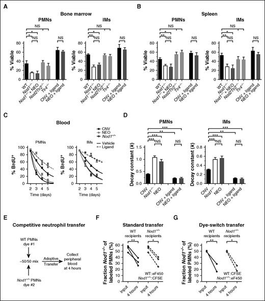 Figure 4. The intracellular peptidoglycan sensor Nod1 is necessary and sufficient to mediate the microbial influence on phagocyte lifespan. Quantification of cell survival ex vivo (Annexin V−, % Viable) among neutrophils (PMNs) and IMs from the bone marrow (A, 24 hours) and spleens (B, 6 hours) of conventional WT, Nod1−/−, NEO-treated Nod1−/−, Nod2Tlr2−/−, and Tlr4−/− mice. Cellular lifespan was measured similarly for phagocytes obtained from CNV- and NEO-treated mice after IP injection of the Nod1 ligand C12-iE-DAP (Ligand), with 100 μg doses given 12 and 2 hours before euthanasia. (C) BrdU pulse-chase assays. BrdU+ frequency among PMNs and IMs from the bloodstream of CNV (black), NEO (gray), and Nod1−/− mice (open), measured on days 2 to 5 after systemic BrdU administration. Mice received injections of vehicle (1% dimethyl sulfoxide in PBS, solid curves) or 100 μg C12-iE-DAP (Ligand, hashed curves) on days 2 and 3 after injection of BrdU. (D) Rate constants (k, day−1) for 1-phase exponential decay quantified from BrdU+ frequencies depicted in panel C. Data presented as mean ± SEM with ≥5 mice per group. (E) Schematic for competitive neutrophil adoptive transfer assay. (F) Competitive adoptive transfer of eF450-labeled WT PMNs and CFSE-labeled Nod1−/− PMNs into WT (black circles) or Nod1−/− (open circles) recipient mice. Data depict the fraction Nod1−/− among labeled PMNs 4 hours after standard transfer. (G) Competitive adoptive transfer of CFSE-labeled WT PMNs and eF450-labeled Nod1−/− PMNs (dye-switch control). Statistical significance was assessed by Student t test for pairwise comparisons and 1-way ANOVA with Newman-Keuls posttest for comparisons of >2 conditions. *P < .05; **P < .01; ***P < .001.