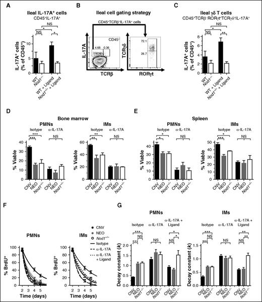 Figure 5. IL-17A relays Nod1-dependent microbial signals to promote phagocyte longevity. (A) Frequency of IL-17A-producing CD45+ cells from the ilea of WT and Nod1−/− mice after 3 injections of 100 µg C12-iE-DAP (Ligand) or vehicle control. (B) Gating strategy for analysis of IL-17A-producing ileal cells (WT example shown). (C) Quantification of IL-17A-producing ileal γδ T cells following treatment as in panel A. (D) Assessment of cellular lifespan ex vivo (Annexin V−, % Viable) among neutrophils (PMNs) and IMs. Survival of cells from the bone marrow (D, 24 hours) and spleens (E, 6 hours) was quantified for WT, neomycin-treated WT, and Nod1−/− mice after 100 µg injections of IgG1 isotype control (Isotype) or neutralizing anti-IL-17A antibody (α-IL-17A), given 12 and 2 hours before euthanasia. (F) BrdU pulse-chase assays. Quantification of BrdU+ frequency among PMNs and IMs from the bloodstream of CNV (black), NEO (gray), and Nod1−/− mice (open). Mice received injections of 100 μg of IgG1 isotype control (solid curves) or IL-17A-neutralizing antibody (hashed curves) on days 2 and 3 after administration of BrdU, with or without concurrent injections of 100 µg C12-iE-DAP (Ligand). BrdU+ frequency was assessed on days 2, 4, and 5 after BrdU injection. (G) Rate constants (k, day−1) for 1-phase exponential decay quantified from BrdU+ frequencies depicted in (F). All data presented as mean ± SEM with ≥4 mice per group. Statistical significance was assessed by Student t test for pairwise comparisons and 1-way ANOVA with Newman-Keuls posttest for comparisons of >2 conditions. *P < .05; **P < .01; ***P < .001.