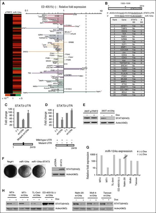 Figure 2. miR-124a alters cancer-related genes while specifically targeting STAT3. (A) Heat map (left) and fold-expression (right) of genes altered by miR-124a–induced 72 hours. Fold change is calculated compared with pTRIPZ–induced ED-40515(–) cells. Bold, dotted lines mark a onefold loss or gain in fold expression. Genes with “*” are known to be altered by STAT3. (B) Illustration of the miR-124a–binding sites in the 3′-UTR of STAT3 (top). In silico analysis of the top 20 altered genes in ED-40515(–) TET-On miR-124a cells (shaded areas are possible STAT3 binding sites). (C-D). pCDNA, miR-124a/pCDNA, or mutant miR-124a/pCDNA (C-mutated miR-124a sequence) were transfected into 293T cells along with wild-type or mutant (D) STAT3-UTR-pGL3 and the RL-TK plasmid. Forty-eight hours after transfection, cell lysates were measured for firefly (STAT3 3′UTR) and renilla (RL-TK, internal control) activity. All luciferase assays was performed at least twice. (E) Detection of STAT3 in stable 293T-pTRIPZ or –miR-124a cells induced 72 hours with 2 μg/mL Dox. (F) 293T-pCDNA and –wild-type-STAT3 cells were established under puromycin selection. Cells were then transfected with either 50 nM miR-124a oligo or a control oligo (Negt#1). One week after transfection, cells were stained for cell growth (left). Results represent 1 of 2 experiments performed. The overexpression of STAT3 was confirmed (right). (G-H) Stable miR-124a lines were established in MT4, MT1, Tl-Om1, ED-40515(–), and Nalm-20, Molt4, Tanoue cell lines. miR-124a expression was confirmed after 72 hours’ induction with 2 μg/mL Dox (G), along with loss of STAT3 (H).