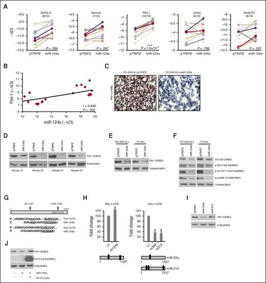 Figure 4. The STAT3 targeted gene, Pim1, is significantly lost in ATL tumors established from mice. (A) Real-time PCR analysis in ED-40515(–) pTRIPZ or miR-124a TET-On tumors. Each line represents the expression of the target gene (-ΔCt) between pTRIPZ and miR-124a in the corresponding mice. P values are calculated using a 2-tailed Student t test between the -ΔCt values for pTRIPZ vs miR-124a (n = 10). (B) Correlation graph plotting Pim1 expression (-ΔCt; y-axis) vs miR-124a expression (-ΔCt; x-axis) in ED-40515(–) tumors. The Spearman correlation coefficient is indicated along with corresponding P value. (C-D) Pim1 expression is decreased by immunohistochemistry staining (C) or western blot (D) in ED-40515(–) pTRIPZ or miR-124a TET-On tumors. Images were taken at room temperature on a Nikon Eclipse 80i microscope (Nikon Instruments, Inc.; Melville, NY) and a Nikon DSFI1 camera, with a 40× objective lens. Pim1 (E) and Pim1 target genes SOCS3, p-Bcl2 (Ser70), p-4EBP1 (Thr37/46), and p-p70S6K (Thr389) (F) were analyzed by western blot in miR-124a TET-On, ED-40515(–), and Tl-Om1 induced with 2 µg/mL Dox for 72 hours. (G) Illustration of the miR-124a binding sites in the 3′-UTR of Pim1. Pim1 UTR luciferase (H) or Pim1 western blot (I) was performed in 293T cells. pCDNA and miR-124a/pCDNA (left) or pCDNA and miR-33a/pCDNA or miR-214/pCDNA (right) were transfected into 293T cells, along with the RL-TK plasmid. Forty-eight hours after transfection, cell lysates were measured for firefly (Pim1 UTR) and renilla (RL-TK, internal control) activity. All luciferase was performed at least twice. (J) Exogenous STAT3 expression rescues miR-124a–mediated inhibition of Pim1. pCDNA (control) or STAT3-HA–tagged lines were established under puromycin selection in 293T cells, transefected with miR-124a or negative oligos, and analyzed several days later for Pim1 expression. Stable STAT3 expression was detected by HA antibodies.