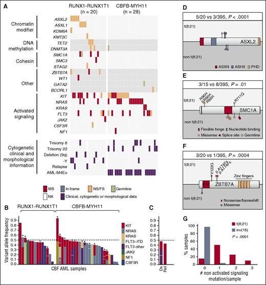 Figure 2. Mutational landscape of CBF AML. (A) Mutational, morphological, cytogenetic, and clinical information of CBF AML. Each column represents a patient sample. (B) Variant allele frequency (VAF) of mutations in activated signaling genes across t(8;21) and inv(16) genetic groups. Each bar represents a patient sample. Stars identify samples with 2 or more mutations. Note that for each mutation in a given specimen, VAFs are stacked with a no co-occurrence presumption to facilitate presentation of data. (C) Activated signaling mutations in a sample at diagnosis and relapse. (D-F) Primary structures of ASXL2, SMC1A, and ZBTB7A proteins, respectively, with corresponding positions of mutations. (G) Number of nonactivated signaling mutations in CBF AML subgroups. Statistics are based on Fisher’s exact test. ASX, additional sex combs; ASXH, ASX homology; ASXN, ASX N terminal; dx, diagnosis; FS, frameshift; MS, missense; NA, not available; NS, nonsense; PHD, plant homeodomain; rel, relapse.
