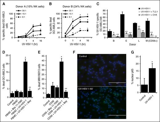 Figure 3. UV-HSV-1 rapidly stimulates the cytolytic activity of PBMCs in a TLR-2/NK-κB–dependent manner. (A-B) PBMCs from 2 healthy donors were exposed to UV-HSV-1 (0.1 pfu/PBMC) for 1, 4, and 16 hours, and their cytolytic activity against OCI-AML3 cells at the indicated effector:target ratios was determined. *P < .01 from time 0. (C) PBMCs from 3 healthy donors, or purified NK cells from 1 donor (donor M), were exposed to UV-HSV-1 (0.1 pfu/cell for 16 hours), ±anti–TLR-2 antibody (clone TL2.1; 10 µg/mL for donors B and L, 15 μg/mL for donors F and M), or cycloheximide (CHX; 10 µg/mL), and their cytolytic activity (30:1 effector:target) against OCI-AML3 cells was determined. *P < .05 from UV-HSV-1 alone; **P < .01 from UV-HSV-1 alone. (D) Healthy PBMCs were exposed to UV-HSV-1 (0.1 pfu/PBMC for 16 hours), ±1 μM Bay-11-7082, and their cytolytic activity (30:1 effector:target) against OCI-AML3 cells was determined. *P < .01 from unexposed PBMCs; **P < .01 from PBMC + UV-HSV-1. (E) Purified NK cells were exposed or not to UV-HSV-1 (0.1 pfu/PBMC for 16 hours), ±1 μM Bay-11-7082, and their cytolytic activity (10:1 effector:target) against OCI-AML3 cells was determined. *P < .01 from unexposed PBMCs; **P < .01 from PBMC + UV-HSV-1. (F-G) Purified NK cells were exposed, or not, to UV-HSV-1 for 60 minutes, and the cellular localization of the NF-κB p65 subunit was determined by fluorescent immunohistochemistry. Bar graph represents manual scoring of translocation from ≥500 cells and 6 different fields. *P < .0005 from unexposed PBMCs. White bar on images indicates 100-μm interval.