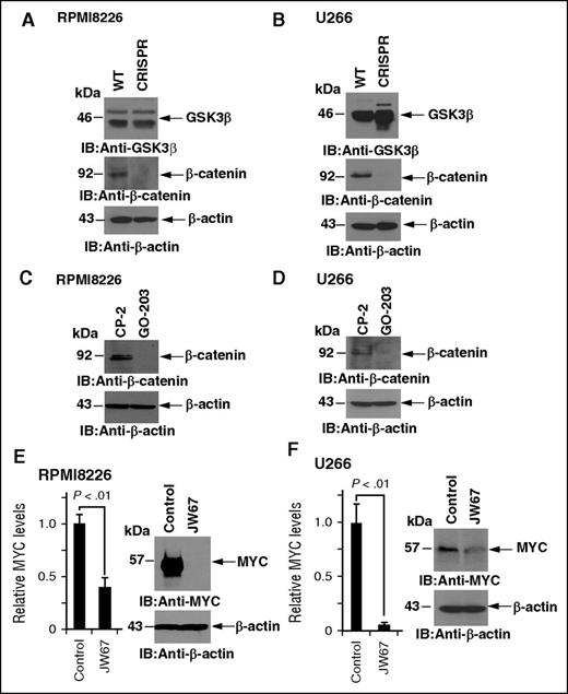 Figure 2. Targeting MUC1-C downregulates β-catenin. (A-B) The WT and CRISPR RPMI8226 (A) and U266 (B) cells were subjected to immunoblot analysis with the indicated antibodies. (C-D) RPMI8226 (C) and U266 (D) cells were treated with 5 μM CP-2 or GO-203 for 48 hours. Lysates were immunoblotted with the indicated antibodies. (E-F) RPMI8226 (E) and U266 (F) cells were treated with control vehicle (DMSO) or 10 μM JW67 for 48 hours. The cells were analyzed for MYC mRNA levels by qRT-PCR (left). The results (mean ± SD of 3 determinations) are expressed as relative MYC mRNA levels as compared with that obtained for the control cells (assigned a value of 1). Lysates from the control (DMSO) and JW67-treated cells were immunoblotted with the indicated antibodies (right).