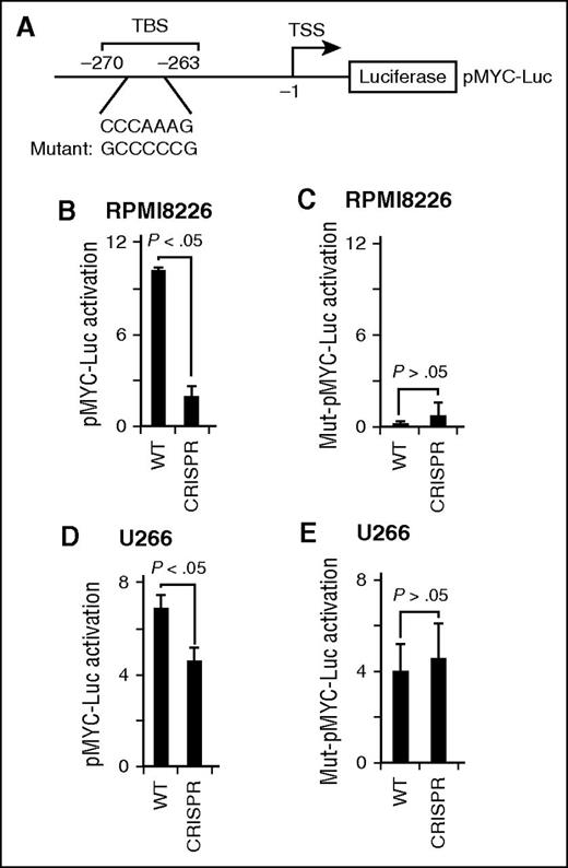 Figure 3. MUC1-C activates the MYC promoter. (A) Schema of the pMYC-Luc vector with highlighting of the TBS at positions −270 to −263 with the germ line and mutant sequences. (B-E) RPMI8226 (B-C) and U266 (D-E) cells were transfected with (1) empty pGL3-Luc, (2) the indicated pMYC-Luc or mutant Mut-pMYC-Luc vectors, and (3) SV-40-Renilla-Luc as an internal control. Luciferase activity was measured at 24 hours after transfection. The results (mean ± SD of 3 determinations) are expressed as the relative luciferase activity compared with that obtained with cells expressing pGL3-Luc. TSS, transcription start site.