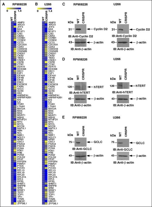 Figure 5. MUC1-C promotes MYC-driven transcriptional programs. (A-B) Gene expression profiling of MYC family members and MYC-dependent genes in (A) RPMI8226/WT and RPMI8226/CRISPR cells and (B) U266/WT and U266/CRISPR cells. The change in gene expression was calculated using the ΔΔCt method. (C-E) The results of arrays were confirmed for protein expression of (C) CCND2 (cyclin D2), (D) hTERT, and (E) GCLC by immunoblotting.