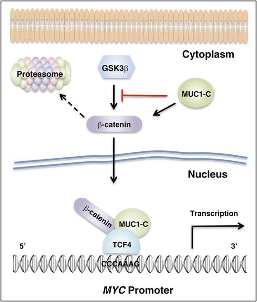 Figure 7. Schema of the proposed MUC1-C–mediated induction of MYC expression in MM cells. MUC1-C is aberrantly expressed in MM cell lines and primary MM cells.13-18 The MUC1-C cytoplasmic domain binds directly to β-catenin and inhibits β-catenin degradation.22 The MUC1-C cytoplasmic domain also functions as a substrate for GSK3β and blocks GSK3β-mediated β-catenin phosphorylation.22,23 In turn, the upregulation of both MUC1-C and β-catenin promotes the formation of MUC1-C/β-catenin complexes that interact with TCF4 on the MYC promoter and drive MYC transcription. In concert with this model, targeting MUC1-C decreases β-catenin levels and the activation of MYC expression.