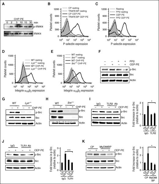 Figure 5. IRAK4, TRAF6, and SFKs are involved in signaling pathway induced by CAP-PEs. (A) Gel-filtered human platelets were stimulated with CAP-PEs (CHP-PE) for the indicated times. Phosphorylation of IRAK4 was detected by western blotting. Gel-filtered human platelets were preincubated with (B) 10 μM TRAF6 blocking peptide (TRAF6 BP) or CP, (C) pan-Src kinase family inhibitor PP2 (10 μM), followed by CAP-PEs (CEP-PE) stimulation. P-selectin expression was assessed by FACS analysis. (D-E) Murine platelets were isolated by gel filtration from (D) Lyn−/− and (E) Src−/− mice and stimulated with CAP-PEs (CHP-PE) and platelets’ integrin αIIbβ3 activation was assessed by FACS. (F) Gel-filtered human platelets were preincubated with PP2, followed by CAP-PEs (CEP-PE) stimulation for 5 minutes. (G-H) Gel-filtered murine platelets isolated from Src−/− and Lyn−/− mice were stimulated with CAP-PEs (CHP-PE) for 5 minutes. (I-K) Gel-filtered human platelets are pretreated with either TLR2 (I) or TLR1 blocking antibody (Ab) (J) or its isotype-matched control IgG; (K) either MyD88 BP or the CP and then stimulated with CAP-PEs (CEP-PE) for 5 minutes. Src phosphorylation was determined by western blot analysis using phospho-specific antibody. ***P < .001, *P < .05, comparing either blocking antibody vs IgG or blocking vs control peptide.