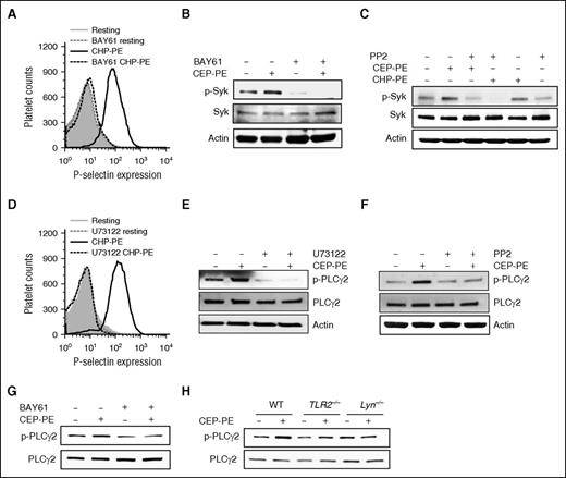 Figure 6. Syk and PLCγ2 are involved in the signaling pathway in platelets induced by CAP-PEs. (A-G) Gel-filtered human platelets were (A-B,G) preincubated with 3 μM Syk inhibitor BAY61-3606 (BAY61) or (C,F) Src kinase family inhibitor PP2 (10 μM) or (D-E) PLC inhibitor U73122 (10 μM), followed by CAP-PEs (CHP-PE or CEP-PE) stimulation. P-selectin expression was assessed by FACS analysis (A,D), Syk phosphorylation (B-C), and PLCγ2 phosphorylation (E-G) were determined by western blot analysis using phospho-specific antibodies of the respective proteins. (H) Murine platelets isolated by gel filtration from WT; TLR2−/− and Lyn−/− mice were stimulated with CAP-PEs (CEP-PE) for 5 minutes. PLCγ2 phosphorylation was determined by western blot analysis using phospho-specific antibody.