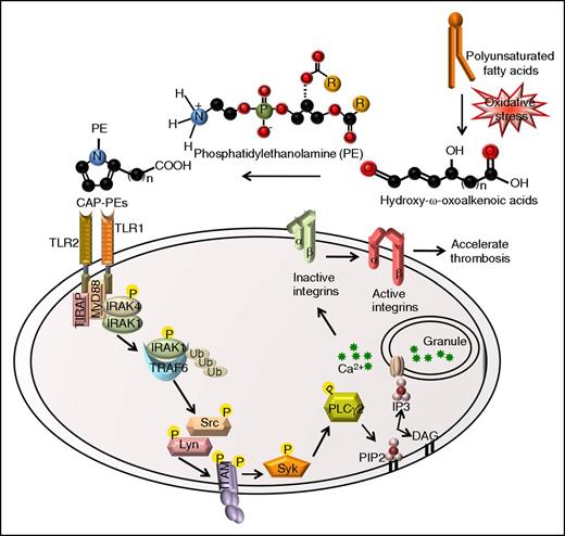 Figure 7. Proposed model showing the signaling pathways of platelet integrin αIIbβ3 activation by the novel ligand CAP-PEs.