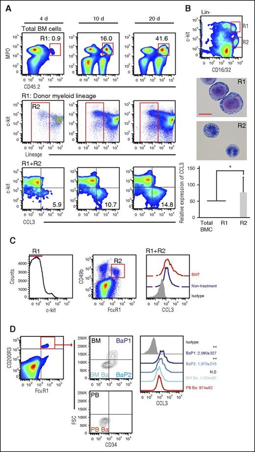 Figure 2. Basophils as a major producer of CCL3 in the BM. (A) Femoral and tibial BM-derived HPCs were injected into the right tibial BM cavity of 2 Gy irradiated CD45.1+ congenic mice. The c-kit and CCL3 expression on the CD45.2+MPO+lineagelow cells (R1 and R2) was determined. Percentages of CD45.2+MPO+ donor-derived myeloid cells and c-kitlowCCL3+ cells are shown in the upper and lower panels, respectively. Representative results from 3 independent experiments are shown. (B) LineagelowCD16/32highc-kitlow cells and lineagelowCD16/32highc-kithigh granulocyte macrophage progenitor were isolated from femoral and tibial BMs using a FACSAria Cell Sorter. The obtained cells were stained with Wright and Giemsa staining solution, and representative results from 3 independent experiments are shown with a scale bar of 10 μm. Images were obtained using a BX50 microscope (Olympus) using a ×40 objective lens. CCL3 expression was determined using quantitative real-time polymerase chain reaction analysis. Means ± SD from 3 independent experiments are given. *P < .05; Tukey-Kramer test. (C) CCL3 expression in c-kitlowCD49b+FcεR1+ cells (R1 and R2) in the tibial BM of untreated or BM chimeric mice at 8 weeks after transplantation. Rat IgG2a was used as an isotype control. Representative results from 4 independent experiments are shown. (D) CCL3 expression in CD200R3+FcεR1+CD34+FSChigh (BaP1), CD34+FSClow (BaP2), and CD34lowFSClow cells (Ba) in the tibial BM and PB. Rat IgG2a was used as an isotype control. Representative results from 3 independent experiments are shown. The mean fluorescence intensity of CCL3 in each population was compared with that in PB Ba. **P < .01; N.S., no significant difference by Dunnett’s test.