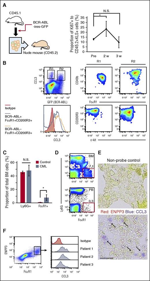 Figure 5. Expansion of CCL3-expressing basophil-like leukemia cells in CML BM. (A) CD45.1+ congenic mouse-derived LICs were subjected to the CML model. The proportion of Ki67+ cells among CD45.2+ recipient-derived normal KLS+ cells was determined in the tibial BM. Data represent mean ± SD from 4 independent experiments. *P < .05; N.S., no significant difference by Dunnett’s test. (B) WT donor-derived LICs were subjected to the CML model. Expression of basophilic phenotypic markers was determined for BCR-ABL (GFP)−CCL3+ normal cells (R1) or GFP+CCL3+ leukemia cells (R2), and CCL3-expression levels were compared between GFP− and GFP+ basophil-phenotypic cells in the tibial BMs at 2 to 3 weeks after transplantation. Rat IgG2a was used as an isotype control. Representative results from 3 independent experiments are shown. (C) Proportion of Ly6G+ or FcεR1+ cells in normal tibial BM cells or GFP+ BM leukemia cells harvested from CML mice at 3 weeks after transplantation. Data represent means ± SD from 4 independent experiments. *P < .05; N.S., no significant difference by the Mann-Whitney U test. (D) Expression of Ly6G and FcεR1 on GFP+ leukemia cells in the tibial BM and PB at 3 weeks after transplantation. Representative results from among 4 individual animals are shown along with the percentages of Ly6G−FcεR1+ cells among GFP+ leukemia cells. (E) Expression of CCL3 (fast blue) and ENPP3 (fast red) in the BM biopsy specimens of patients with CML. Representative results from 5 patients with CML are shown. Images were obtained using a BX50 microscope using a ×20 objective lens. Scale bar, 20 μm. Arrows indicate CCL3+ENPP3+ cells. (F) Expression of CCL3 in FcεR1+ENPP3+ cells in the BM biopsy specimens of patients with CML. Mouse IgG2b was used as an isotype control. Each histogram represents 1 individual.