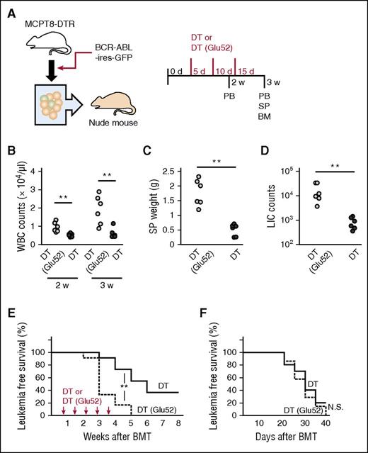Figure 6. Contribution of basophil-like leukemia cells to maintenance of LICs in BM and CML development. (A) MCPT8-DTR donor-derived LICs were subjected to the CML model. DT (400 ng/mouse) was intravenously injected at the indicated time points. As a control, the same dose of DT (Glu52) was injected in a similar manner. The numbers of WBCs in PB (B), SP weights (C), and the numbers of GFP+KLS+ LICs in the tibial BM (D) were determined. Each symbol represents an individual mouse (n = 6). **P < .01 by the Mann-Whitney U test. (E) DT or DT (Glu52) was injected at the indicated time points. Starting 2 weeks after BM transplantation, the numbers of WBCs were determined weekly. Leukemia-free survival rates were determined (n = 12). Mice that died of leukemia or those in which the WBC count reached 15 000 cells per μL were diagnosed with leukemia. **P < .01 by the log-rank test. (F) At 20 days after transplantation of MCPT8-DTR donor-derived LICs, GFP+lineage−c-kit+ CML progenitor cells were isolated from the BM of primary CML mice treated with DT or DT (Glu52). Forty thousand CML progenitor cells were mixed with 106 total BM cells and intravenously injected into sublethally irradiated secondary recipient mice. From 10 days after transplantation, the numbers of WBCs were determined every 5 days. Leukemia-free survival rates were determined (DT, n = 7; DT (Glu52), n = 10). N.S., no significant difference by the log-rank test.