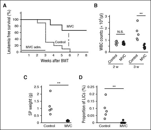 Figure 7. Prevention of CML development by the CCR5 receptor antagonist MVC. WT donor-derived LICs were subjected to the CML model. (A) MVC or vehicle was administered by oral gavage every 2 days from day 1 to 21 after LIC transplantation at a dose of 30 mg/kg body weight. Beginning 2 weeks after BM transplantation, the numbers of WBCs were determined weekly. Leukemia-free survival rates were determined (MVC, n = 6; control, n = 10). Mice that died of leukemia or those in which the WBC count reached 15 000 cells per μL were diagnosed with leukemia. *P < .05 by the log-rank test. The numbers of WBCs in PB (B), SP weights (C), or proportion of GFP+KLS+ LICs in the tibial BMs (D) were determined (C, D, 3 weeks). Each symbol represents an individual mouse (MVC, n = 6; control, n = 5). **P < .01; N.S., no significant difference by the Mann-Whitney U test.