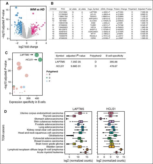 Figure 2. Identifying potential WM-associated variants and prioritization of potential WM genes. (A) Differential expression analysis between WM tumor cells and their normal counterparts using a public data set (GSE12668). The significantly differentially expressed genes are plotted in light blue, with an adjusted P value cutoff of 1% and 2-fold change; nonsignificant genes are shown in gray. (B) Genes containing potential WM variants were prioritized with use of GRAIL coupled with coexpression networks. The significant ones (adjusted P values of 5%) are shown. Genomic positions (POS; GRCh37) as well as complementary DNA (cDNA) and protein changes are listed. Deleteriousness of a variant was predicted by PolyPhen2 either as benign (B), damaging (D), or possibly damaging (P). CHROM, chromosome. (C) Gene prioritization, with use of coexpression networks and tissue specificity in B cells. GRAIL was used to assess the significance of functional relatedness; adjusted P values are shown in log10 scale. The mean tissue specificity score for each gene was calculated as the average of its tissue specificity scores across different B-cell samples in the GEP database. Two genes with the highest functional significance and highest tissue specificity scores in B cells are indicated. Genes containing B, D, and P variants are shown in red, green, and blue, respectively. Adjusted P values are shown for LAPTM5 and HCLS1. (D) Box plots comparing LAPTM5 and HCLS1 mRNA expression across cancer types that were deposited in the TCGA. Normalized counts were obtained using RNA-Seq by Expectation Maximization (RSEM) software. The left and right ends of the boxes represent the 25th and 75th percentile values, respectively, and the segment in the middle is the median. The left and right extremes of the bars extend to the minimum and maximum values.
