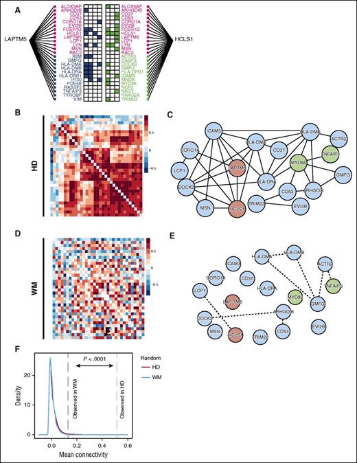 Figure 5. Involvement of LAPTM5 and HCLS1 subnetworks in WM. (A) LAPTM5 and HCLS1 modules were retrieved from the HEFalMp database as being among the top 25 WM-associated genes. Genes shared between the 2 modules are shown in pink; those unique to the LAPTM5 module are in blue and HCLS1-unique genes are in green. (B) Gene-to-gene connectivities (quantified by Pearson correlation coefficients, PCC) in HDs for the LAPTM5 and HCLS1 combined module. (C) Combined LAPTM5 and HCLS1 subnetwork in HDs, with a stringent cutoff (PCC >0.9). LAPTM5 and HCLS1 are highlighted in red, and 2 other known WM-associated genes are in blue. (D) Gene-to-gene connectivities in WM for the combined module. (E) Combined LAPTM5 and HCLS1 subnetwork in WM, with a less stringent cutoff (PCC > 0.8). (F) Ten thousand random subnetworks with the same size were sampled from WM and HD as background, and the distribution of mean connectivities was plotted as indicated; the observed change of mean connectivity in WM and HD was then compared with the background. P value is indicated.