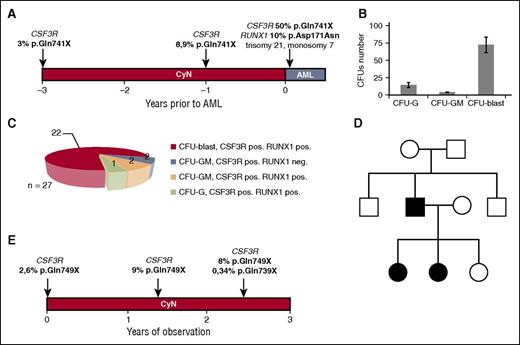 Figure 2. Acquired CSF3R mutations in the CyN-AML and CyN patients described in this study. (A) The time course and frequency of CSF3R mutations in the CyN-AML patient, as determined by deep sequencing, for 3 years prior to the development of overt AML. Mutant allele frequency and mutation position are indicated above each time point. All mutations were considered heterozygous, and the number of cells with a CSF3R mutation was estimated to be twice the frequency of the mutant allele. The RUNX1 mutation p.Asp171Asn was present only after development of MDS. (B) CFU-blast colonies were predominant after incubation for 14 days with a cytokine cocktail, consisting of 10 ng/mL rhG-CSF, 10 ng/mL rhGM-CSF, 10 ng/mL rhIL-3, 10 ng/mL rhSCF, and 1 U/mL rhEPO. (C) Diagram of the distribution of CSF3R and RUNX1 mutations in different CFU colonies isolated from a sample from the CyN-AML patient taken after the development of AML. (D) Autosomal dominant inheritance of the ELANE mutation p.Val190_Phe199del in a CyN patient with an acquired CSF3R mutation. The ELANE mutation was inherited by 2 daughters from their affected father, who also showed cyclic hematopoiesis. (E) Time course and frequency of CSF3R mutations in a patient with familial CyN, as determined by deep sequencing, starting from the date of the first mutation analysis. Mutant allele frequency and mutation position are indicated above each time point. All mutations were considered heterozygous, and the number of cells with CSF3R mutations was estimated to be twice the frequency of the mutant allele. CFU, colony-forming unit; EPO, erythropoietin; G, granulocyte; GM, granulocyte-macrophage; IL, interleukin; rh, recombinant human.