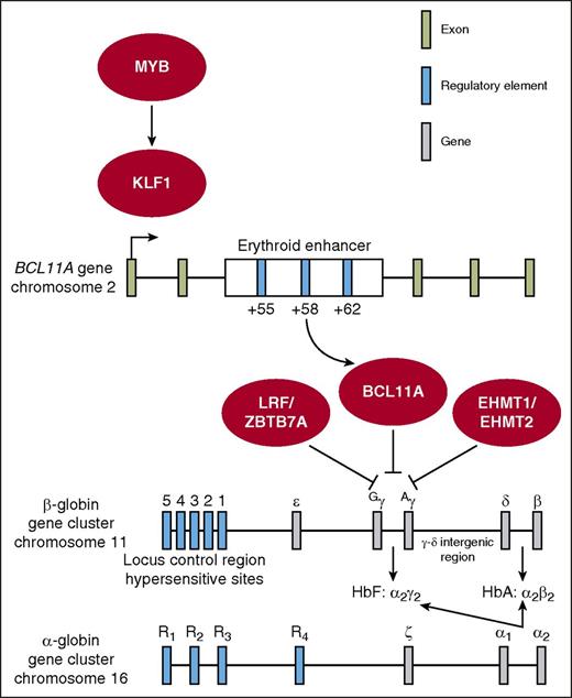 Figure 1. Network of potential targets for genome-editing–based therapy of the β-globin disorders. Therapeutic genome-editing strategies rely on genetic correction through the HDR pathway or genetic disruption through the NHEJ pathway. Genetic correction/repair strategies involve direct modification of the β-globin gene cluster through (1) correction of the sickle mutation in the β-globin gene or (2) insertion of the HPFH-associated single-nucleotide polymorphisms (SNPs) into the Gγ or Aγ promoters. Genetic disruption strategies involve targeted disruption of (1) BCL11A coding sequence, (2) the minimal critical sequences in the +58 DHS within the erythroid-specific BCL11A enhancer, (3) the HbF-associated sequences within the Aγ-δ intergenic region, or (4) other genes with a known role in γ-globin regulation such as MYB, KLF1, LRF/ZBTB7A, or EHMT1/EHMT2. HbA, adult hemoglobin.