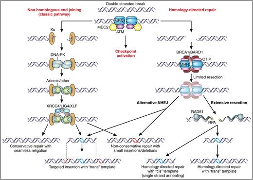Figure 1. DNA DSB repair. The central initiating event in gene editing is a DNA DSB, which may be resolved through 2 different branches of cellular DNA repair mechanisms. The first branch is known as classic NHEJ, which primarily acts to directly rejoin the broken ends. This may occur seamlessly, with the generation of small insertions or deletions at the ends of the break (red-colored DNA), or in the case that the gene-editing procedure involves provision of a piece of foreign DNA, by insertion of a “trans” template into the DSB (blue-colored DNA in the pictured “trans” insertion template represents nonnative DNA sequence, gray DNA represents regions of homology to each side of the DSB; these would be optional if the “trans template” were intended solely for targeted insertion, but would be included in a typical gene targeting construct). The second branch is known as HDR, which involves the resection at the 5′ ends of each side of the DSB, and use of the resulting single-stranded DNA ends in a homology search for complementary DNA sequences. This may result in identification of short strands of homology near the original break site, which, upon resealing of the ends, will typically result in small deletions through a process known as alternative NHEJ (note that this pathway may also lead to targeted insertion of foreign DNA). Alternatively, extensive resection may occur, following which more extensive regions of homologous base pairing are required to resolve the break through HDR with a trans or cis template. Professional illustration by Patrick Lane, ScEYEnce Studios.